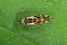 Graphopsocus cruciatus / Ohne deutschen Namen / Stenopsocidae / Ordnung: Staubluse - Psocoptera