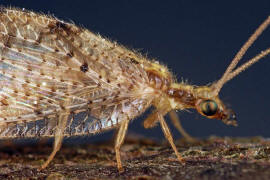 Hemerobius lutescens / Ohne deutschen Namen / Taghafte - Hemerobiidae / Ordnung: Netzflgler - Neuroptera