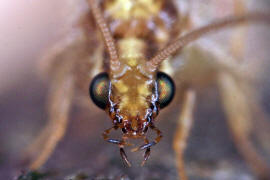 Hemerobius lutescens / Ohne deutschen Namen / Taghafte - Hemerobiidae / Ordnung: Netzflgler - Neuroptera