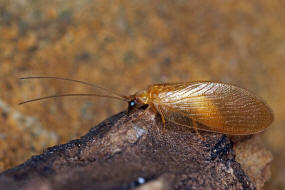 Hemerobius nitidulus / Ohne deutschen Namen / Taghafte - Hemerobiidae / Ordnung: Netzflgler - Neuroptera