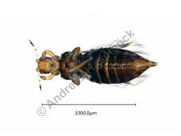 Hercinothrips femoralis / Ohne deutschen Namen / Thripidae - Panchaetothripinae / Ordnung: Fransenflgler - Thysanoptera