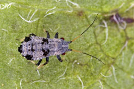 Iziphya spec. / Ohne deutschen Namen / Blattluse - Aphididae - Saltusaphidinae / Unterordnung: Pflanzenluse - Sternorrhyncha