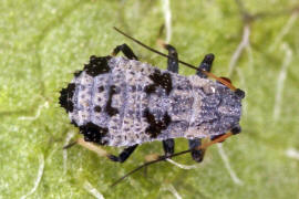 Iziphya spec. / Ohne deutschen Namen / Blattluse - Aphididae - Saltusaphidinae / Unterordnung: Pflanzenluse - Sternorrhyncha