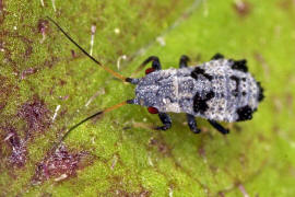 Iziphya spec. / Ohne deutschen Namen / Blattluse - Aphididae - Saltusaphidinae / Unterordnung: Pflanzenluse - Sternorrhyncha