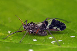 Lachnus roboris / Eichenbaumlaus (Variegated oak aphid) / Baumluse - Lachnidae / Unterordnung: Pflanzenluse - Sternorrhyncha