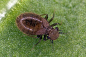 Lepinotus patruelis / Ohne deutschen Namen / Stenopsocidae / Ordnung: Staubluse - Psocoptera