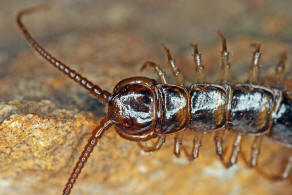 Lithobius forficatus / Gemeiner Steinlufer / Steinlufer - Lithobiidae / Ordnung: Steinlufer - Lithobiomorpha