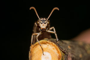 Myrmeleon formicarius / Gewhnliche Ameisenjungfer / Familie: Ameisenjungfern - Myrmeleontidae / Ordnung: Netzflgler - Neuroptera