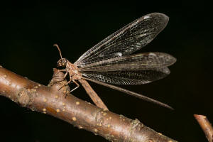 Myrmeleon formicarius / Gewhnliche Ameisenjungfer / Familie: Ameisenjungfern - Myrmeleontidae / Ordnung: Netzflgler - Neuroptera