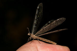 Myrmeleon formicarius / Gewhnliche Ameisenjungfer / Familie: Ameisenjungfern - Myrmeleontidae / Ordnung: Netzflgler - Neuroptera