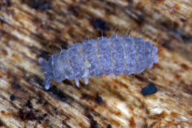 Neanura muscorum / Ohne deutschen Namen / Neanuridae  / Ordnung: Poduromorpha / Klasse: Springschwnze - Collembola