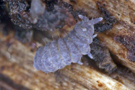 Neanura muscorum / Ohne deutschen Namen / Neanuridae  / Ordnung: Poduromorpha / Klasse: Springschwnze - Collembola