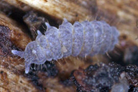 Neanura muscorum / Ohne deutschen Namen / Neanuridae  / Ordnung: Poduromorpha / Klasse: Springschwnze - Collembola