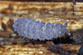 Neanura muscorum / Ohne deutschen Namen / Neanuridae  / Ordnung: Poduromorpha / Klasse: Springschwnze - Collembola