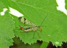 Panorpa communis / Skorpionsfliege / Weibchen