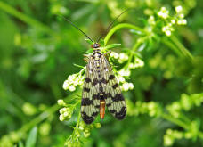 Panorpa communis / Skorpionsfliege / Weibchen