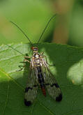 Panorpa communis / Skorpionsfliege / Weibchen