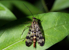 Panorpa communis / Skorpionsfliege / Weibchen