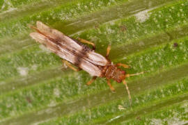 Parthenothrips dracaenae / "Palmen-Thrips" / Thripse - Thripidae - Panchaetothripinae / Ordnung: Fransenflgler - Thysanoptera