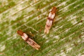 Parthenothrips dracaenae / "Palmen-Thrips" / Thripse - Thripidae - Panchaetothripinae / Ordnung: Fransenflügler - Thysanoptera