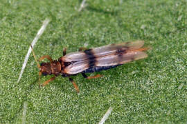 Parthenothrips dracaenae / "Palmen-Thrips" / Thripse - Thripidae - Panchaetothripinae / Ordnung: Fransenflgler - Thysanoptera