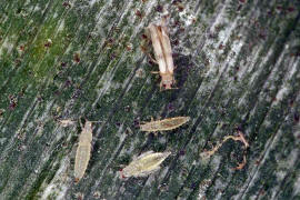 Parthenothrips dracaenae / "Palmen-Thrips" (Larven) / Thripse - Thripidae - Panchaetothripinae / Ordnung: Fransenflgler - Thysanoptera