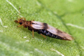 Parthenothrips dracaenae / "Palmen-Thrips" / Thripse - Thripidae - Panchaetothripinae / Ordnung: Fransenflgler - Thysanoptera