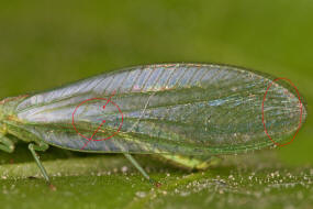 Peyerimhoffina gracilis / "Kleine Florfliege" / Florfliegen - Chrysopidae / Ordnung: Netzflgler - Neuroptera