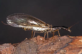 Phaeostigma notata / Gefleckte Kamelhalsfliege / Raphidiidae / Überordnung: Netzflügler - Neuroptera