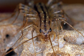 Scutigera coleoptrata / Spinnenläufer / Spinnenläufer - Scutigeridae / Ordnung: Spinnenläufer - Scutigeromorpha