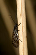 Sialis spec. / Schlammfliege (wahrscheinlich Sialis lutaria) / Schlammfliegen - Sialidae / Ordnung: Groflgler - Megaloptera