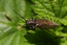 Sialis spec. / Schlammfliege (wahrscheinlich Sialis lutaria) / Schlammfliegen - Sialidae / Ordnung: Groflgler - Megaloptera