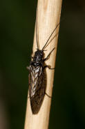 Sialis spec. / Schlammfliege (wahrscheinlich Sialis lutaria) / Schlammfliegen - Sialidae / Ordnung: Groflgler - Megaloptera