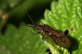 Sialis spec. / Schlammfliege (wahrscheinlich Sialis lutaria) / Schlammfliegen - Sialidae / Ordnung: Groflgler - Megaloptera