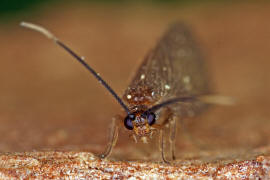 Sisyra terminalis / Ohne deutschen Namen / Schwammhafte - Sisyridae / Ordnung: Netzflgler - Neuroptera