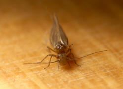 Valenzuela burmeisteri / Ohne deutschen Namen / Psocidae / Ordnung: Staubluse - Psocoptera