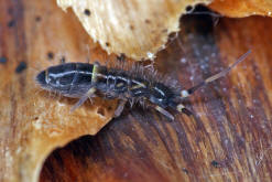 Orchesella cincta / Gegrtelter Springschwanz