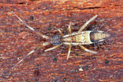 Orchesella flavescens var. melanocephala