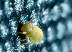 Sminthurus viridis / Luzernefloh / Sminthuridae / Ordnung: Kugelspringer - Symphypleona / Klasse: Springschwnze - Collembola