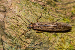Halesus digitatus (Schrank, 1781) / Kcherjungfern - Limnephilidae / Ordnung: Kcherfliegen - Trichoptera