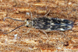 Hydroptilidae (engl.: Micro-caddisflies)