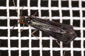 Mystacides azurea / Krawatten Kcherfliege / Langfhler-Kcherfliege / Leptoceridae / Ordnung: Kcherfliegen - Trichoptera