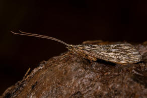 Phryganea grandis / Groe Teichkcherfliege / Phryganeidae / Ordnung: Kcherfliegen - Trichoptera