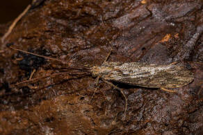 Phryganea grandis / Groe Teichkcherfliege / Phryganeidae / Ordnung: Kcherfliegen - Trichoptera