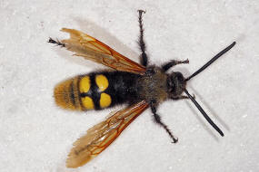 Megascolia maculata ssp. maculata (Männchen) / Rotstirnige Dolchwespe / Mammoth wasp / Dolchwespen - Scoliidae / Ordnung: Hautflügler - Hymenoptera