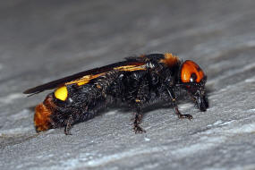 Megascolia maculata ssp. maculata (Weibchen) / Rotstirnige Dolchwespe / Mammoth wasp / Dolchwespen - Scoliidae / Ordnung: Hautflügler - Hymenoptera