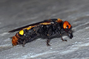 Megascolia maculata ssp. maculata (Weibchen) / Rotstirnige Dolchwespe / Mammoth wasp / Dolchwespen - Scoliidae / Ordnung: Hautflgler - Hymenoptera