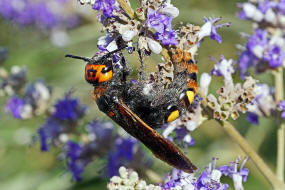 Megascolia maculata ssp. maculata (Weibchen) / Rotstirnige Dolchwespe / Mammoth wasp / Dolchwespen - Scoliidae / Ordnung: Hautflgler - Hymenoptera