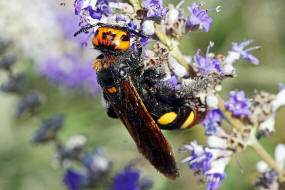 Megascolia maculata ssp. maculata (Weibchen) / Rotstirnige Dolchwespe / Mammoth wasp / Dolchwespen - Scoliidae / Ordnung: Hautflgler - Hymenoptera