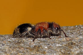 Ronisia brutia (Petagna, 1787) / Ameisenwespen - Mutillidae / Ordnung: Hautflügler - Hymenoptera